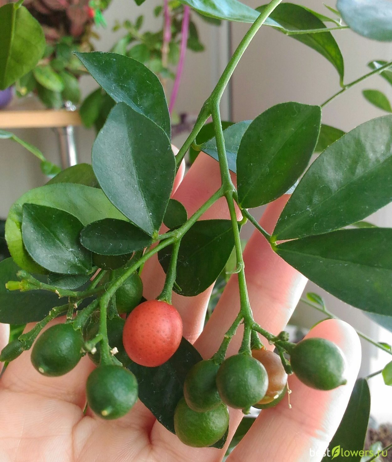 Мурайя болезни