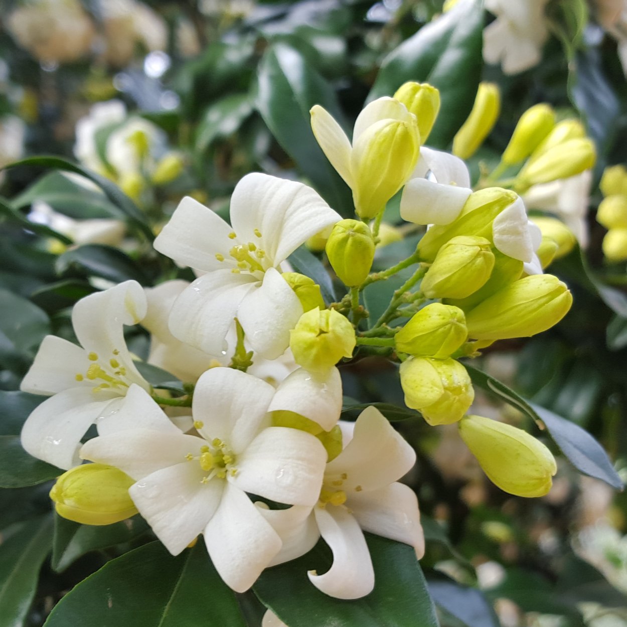 Цветок императора мурайя