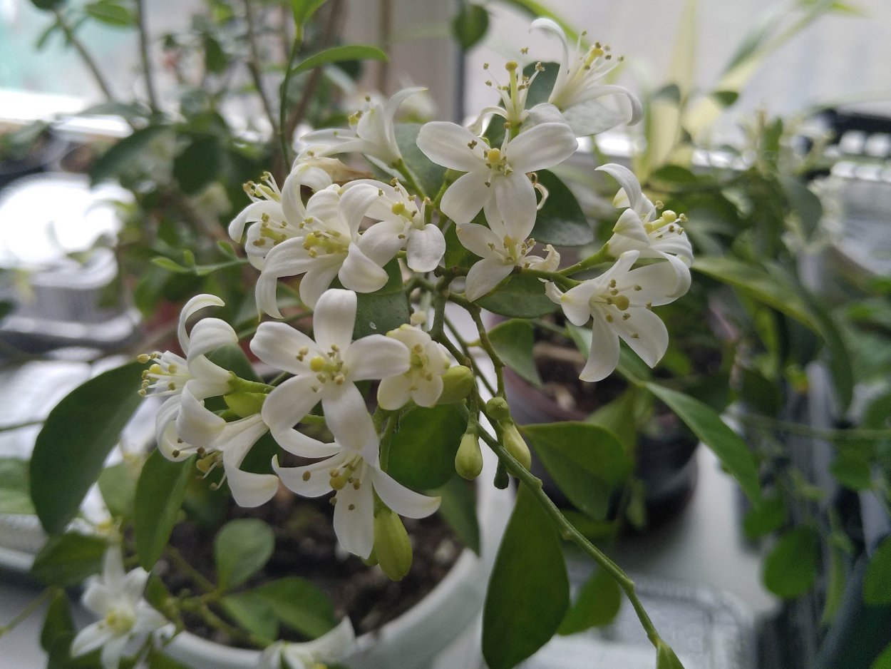 Муррайя Snowball