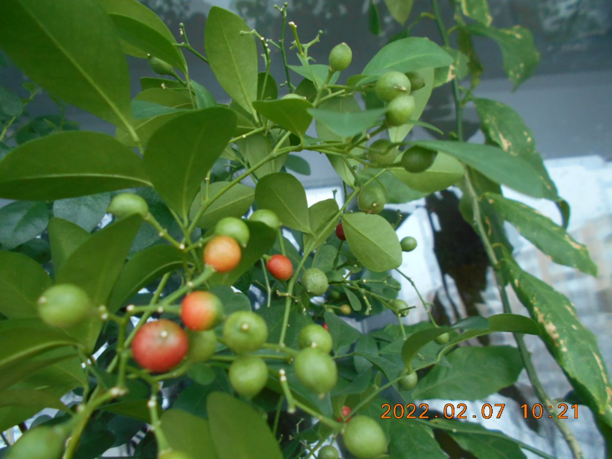 Муррайя Snowball