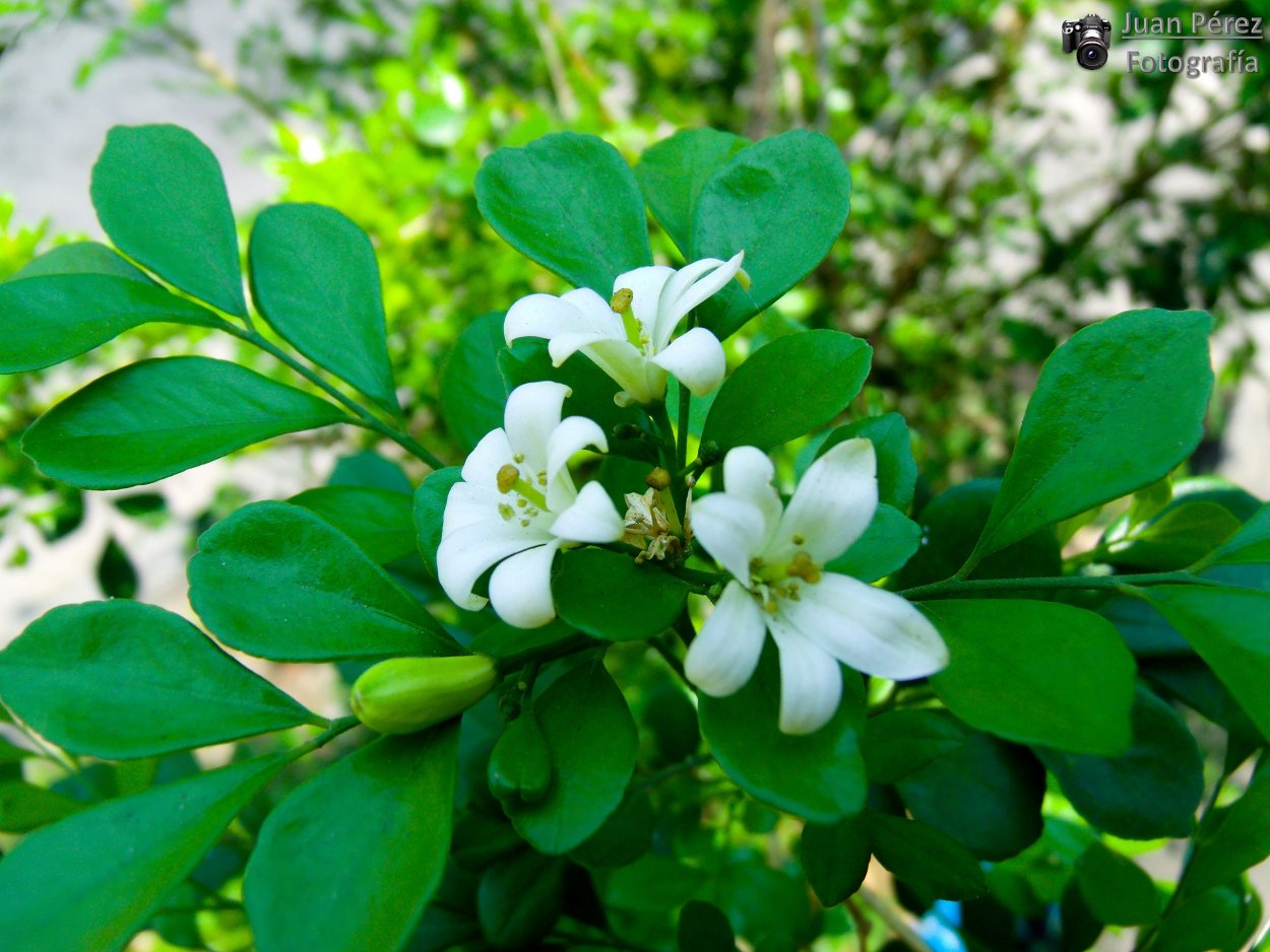 Муррайя метельчатая