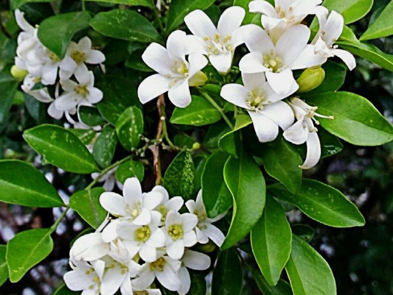 Мурайя зелень