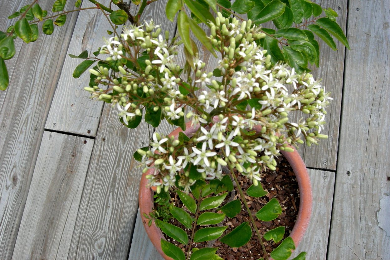 Муррайя метельчатая бонсай