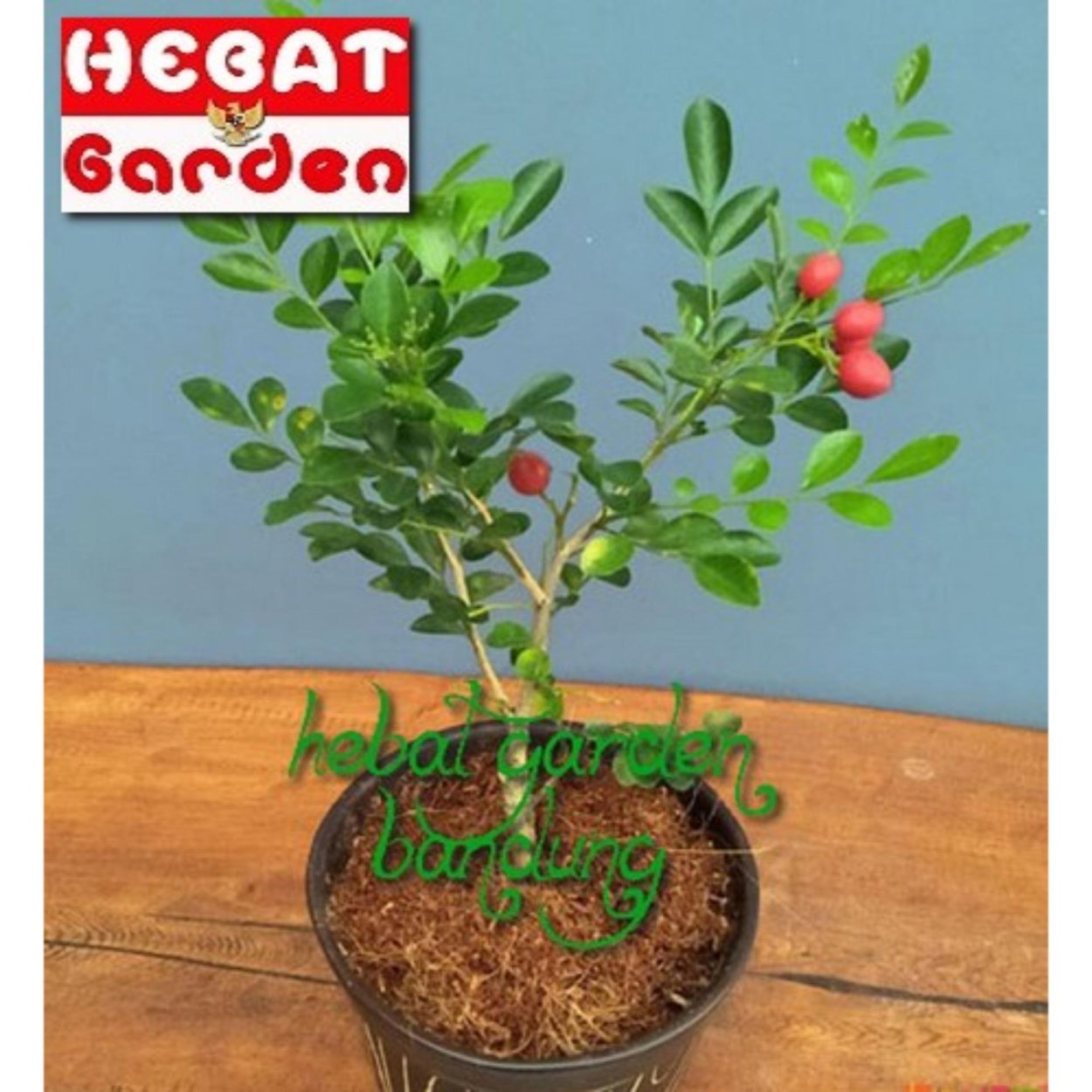 Мурайя метельчатая Жасмин