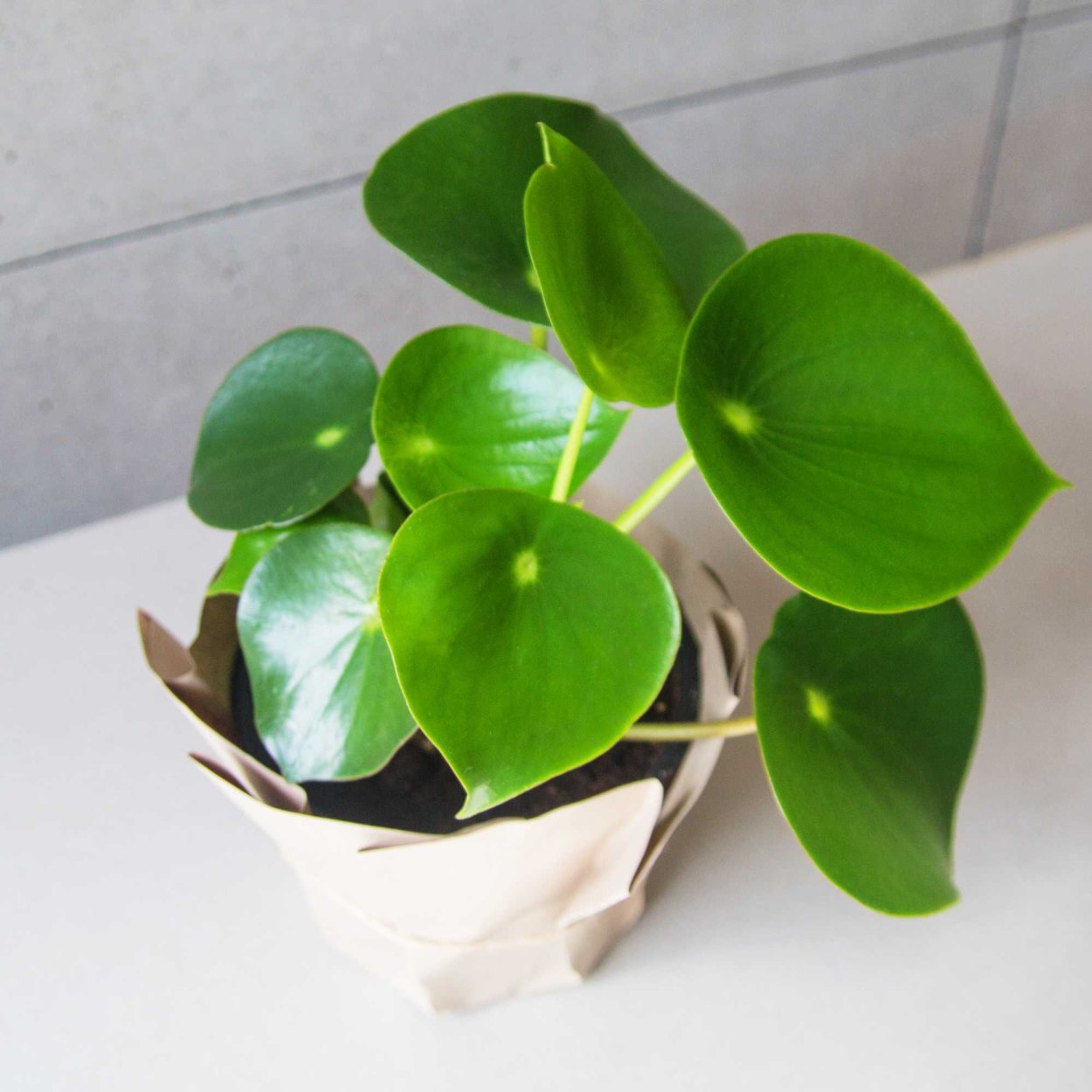 Пеперомия Рейндроп