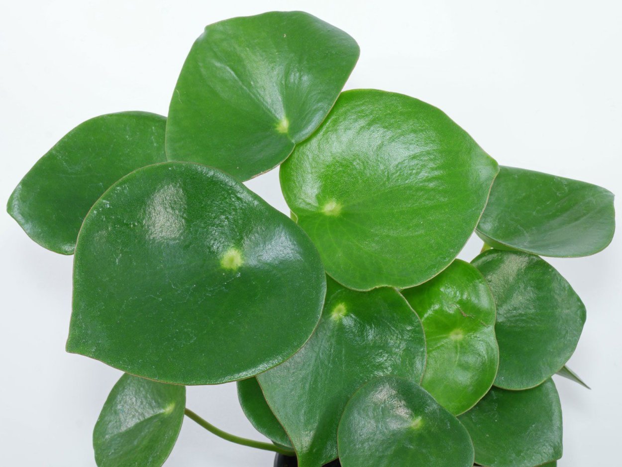 Пеперомия многокистевая Peperomia polybotrya