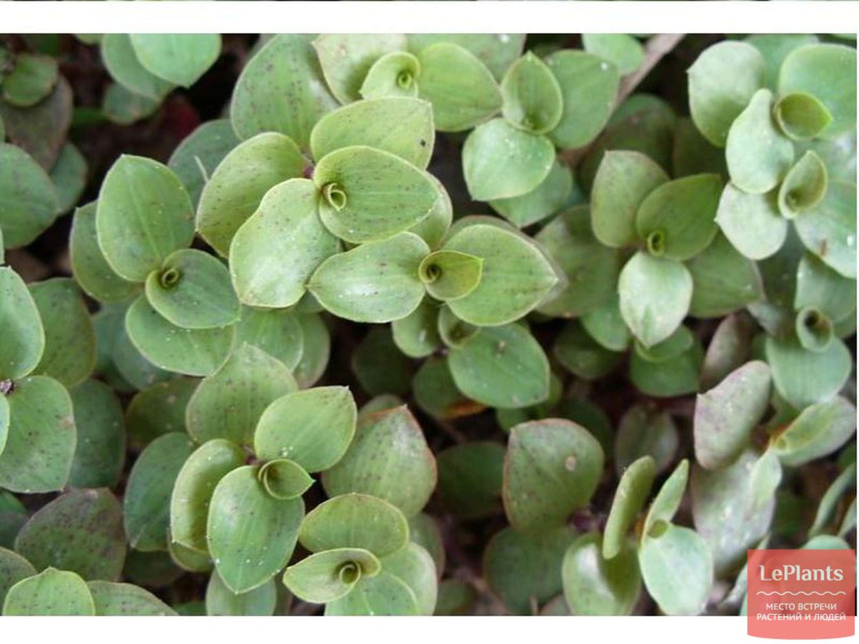 Каллизия repens Turtle