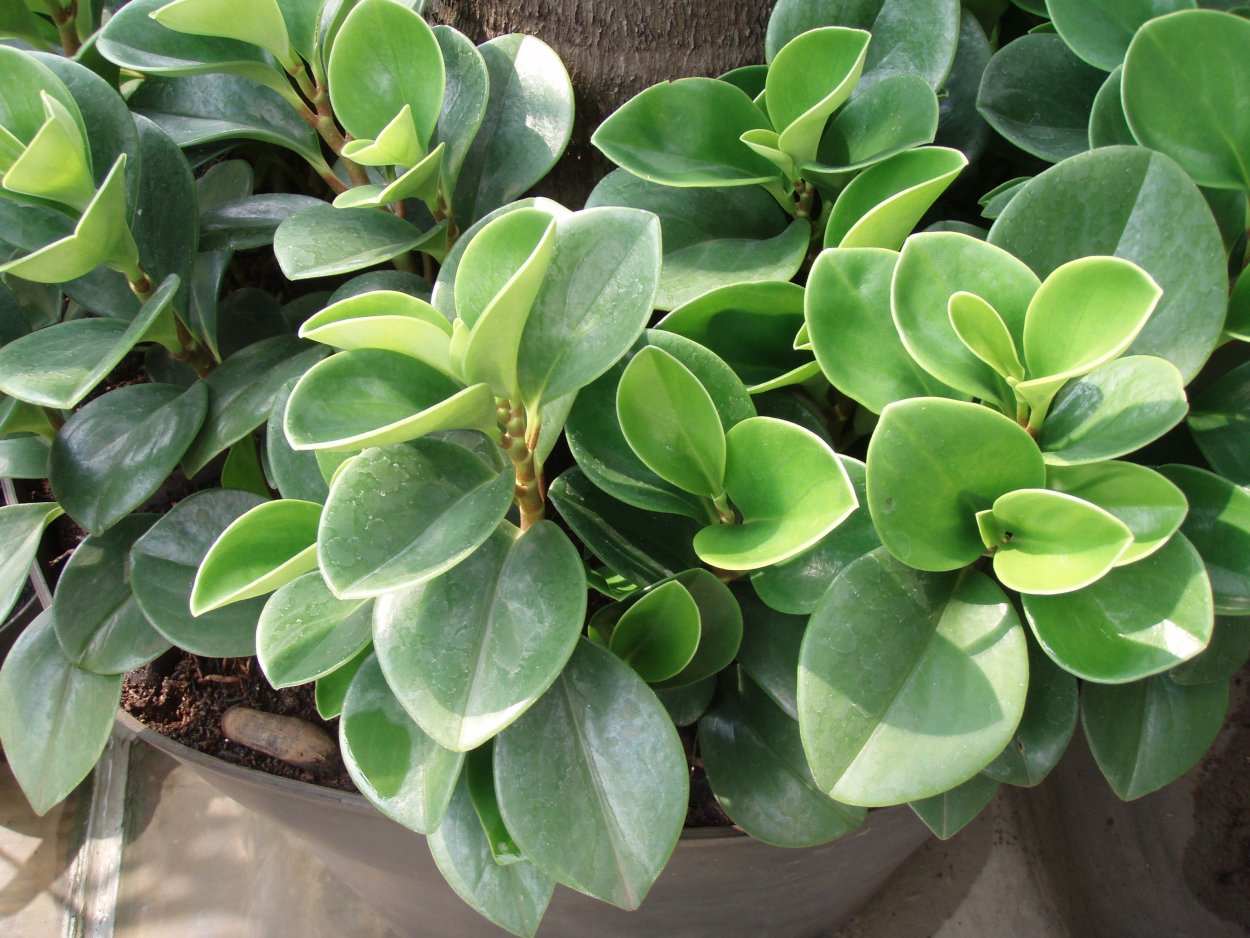 Пеперомия магнолиелистная