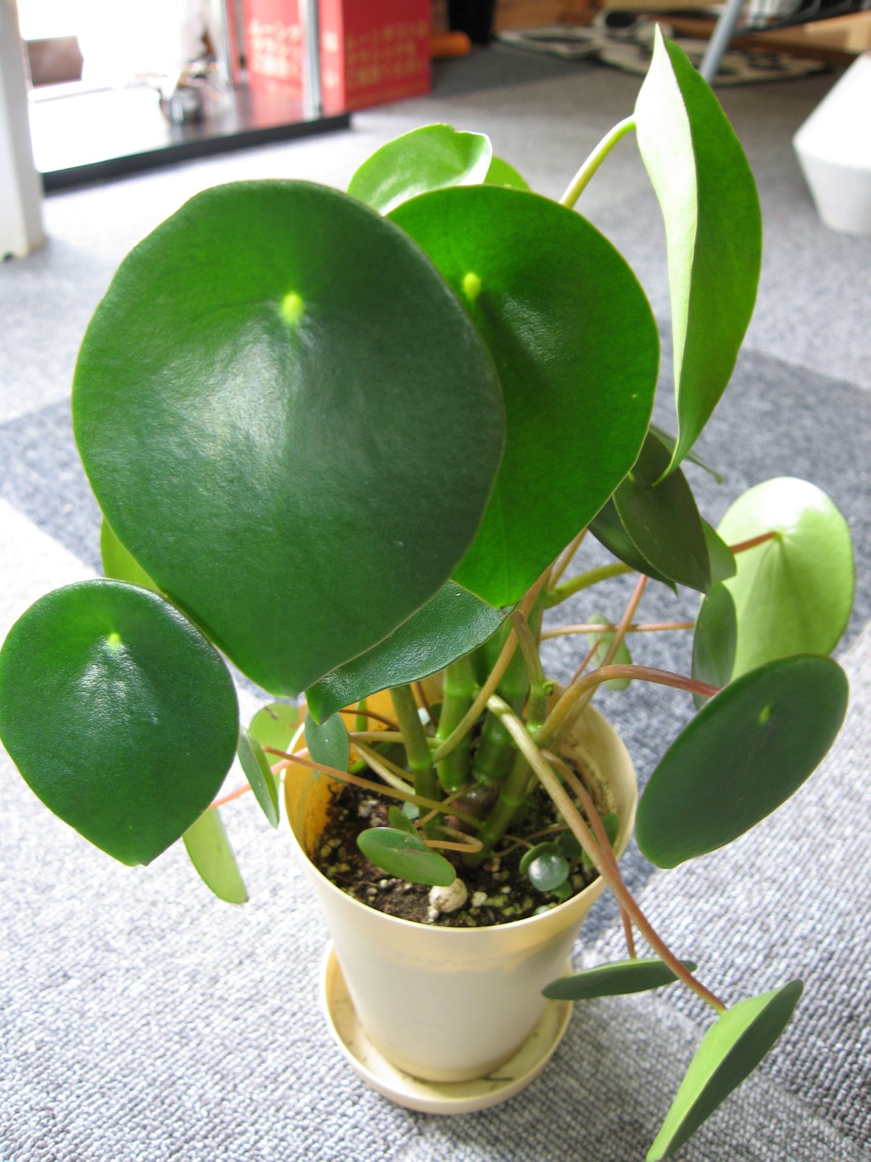 Пеперомия зеленая