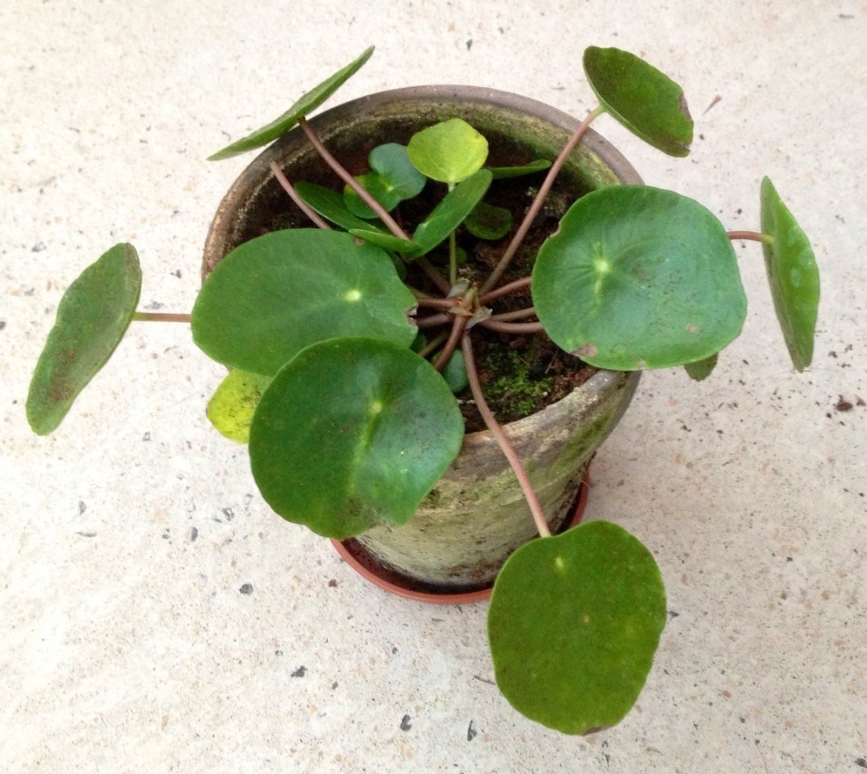 Пилея Арбузная