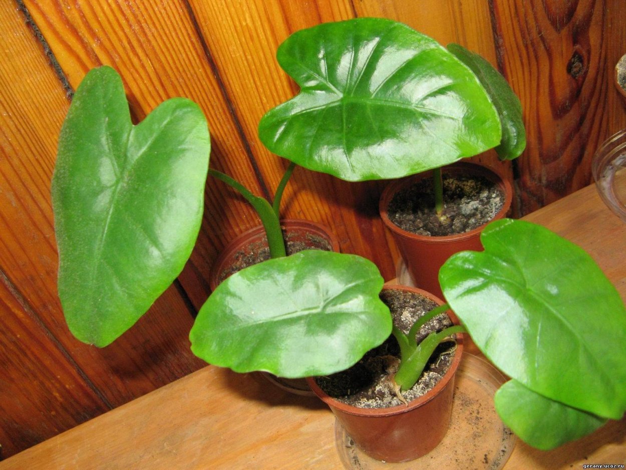 Пеперомия многокистевая Peperomia polybotrya