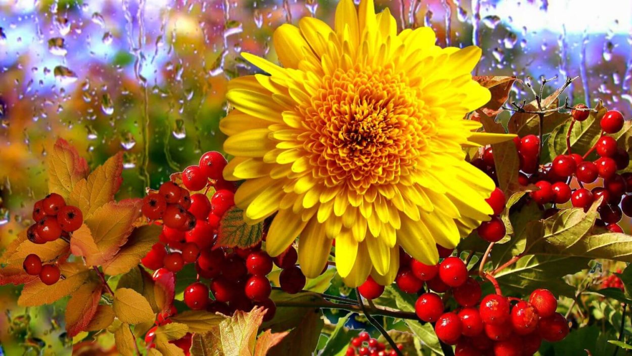 Осенние цветы дождь