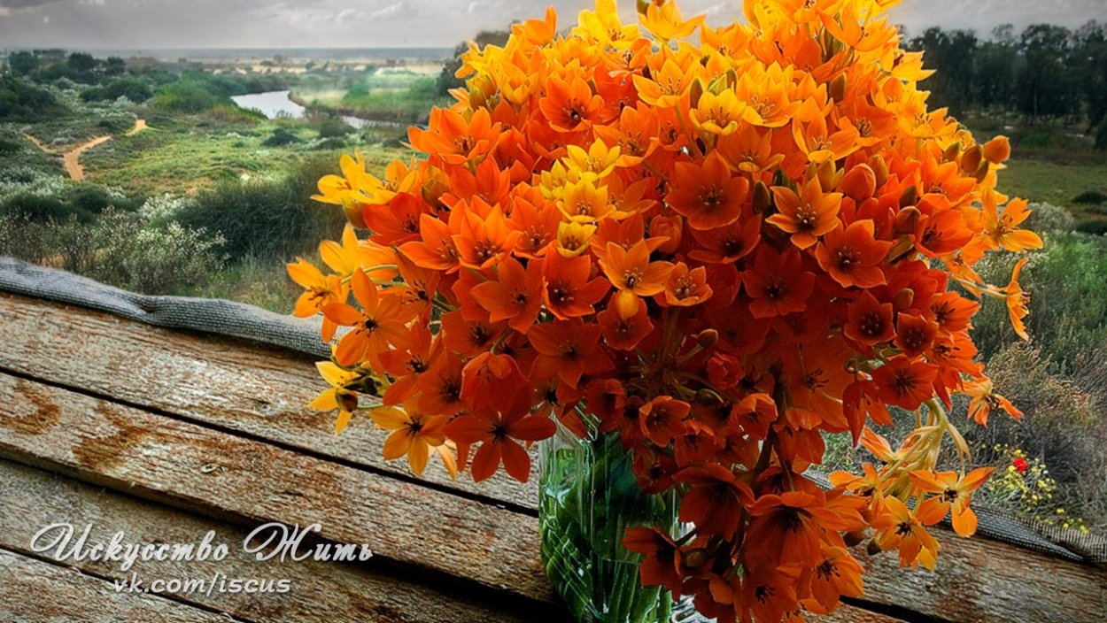 Хризантема корейская Дунетти