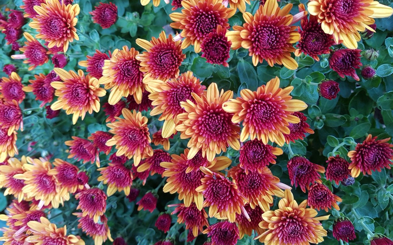 Цветы под снегом