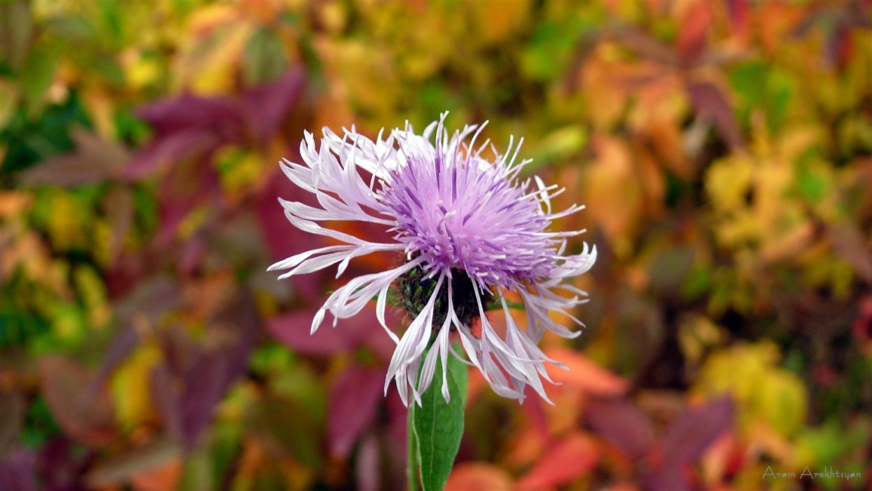 Осенние цветы в лесу