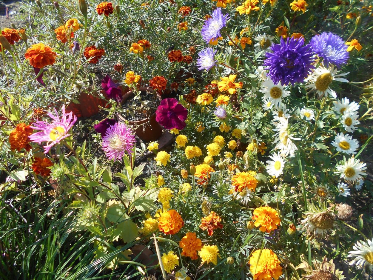 Хризантема индийская индикум