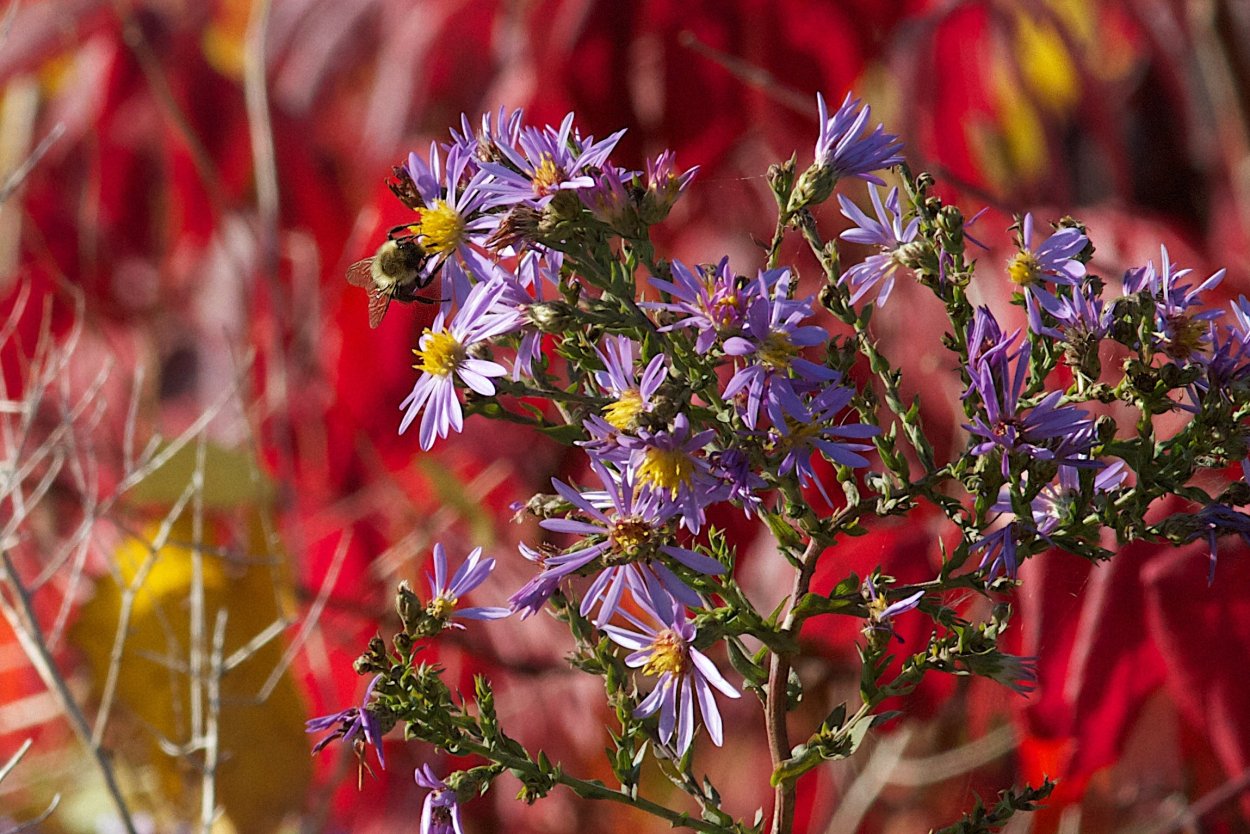 Красные цветы цветущие осенью