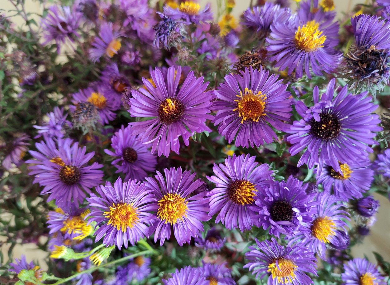 Садовые цветы июль стихи