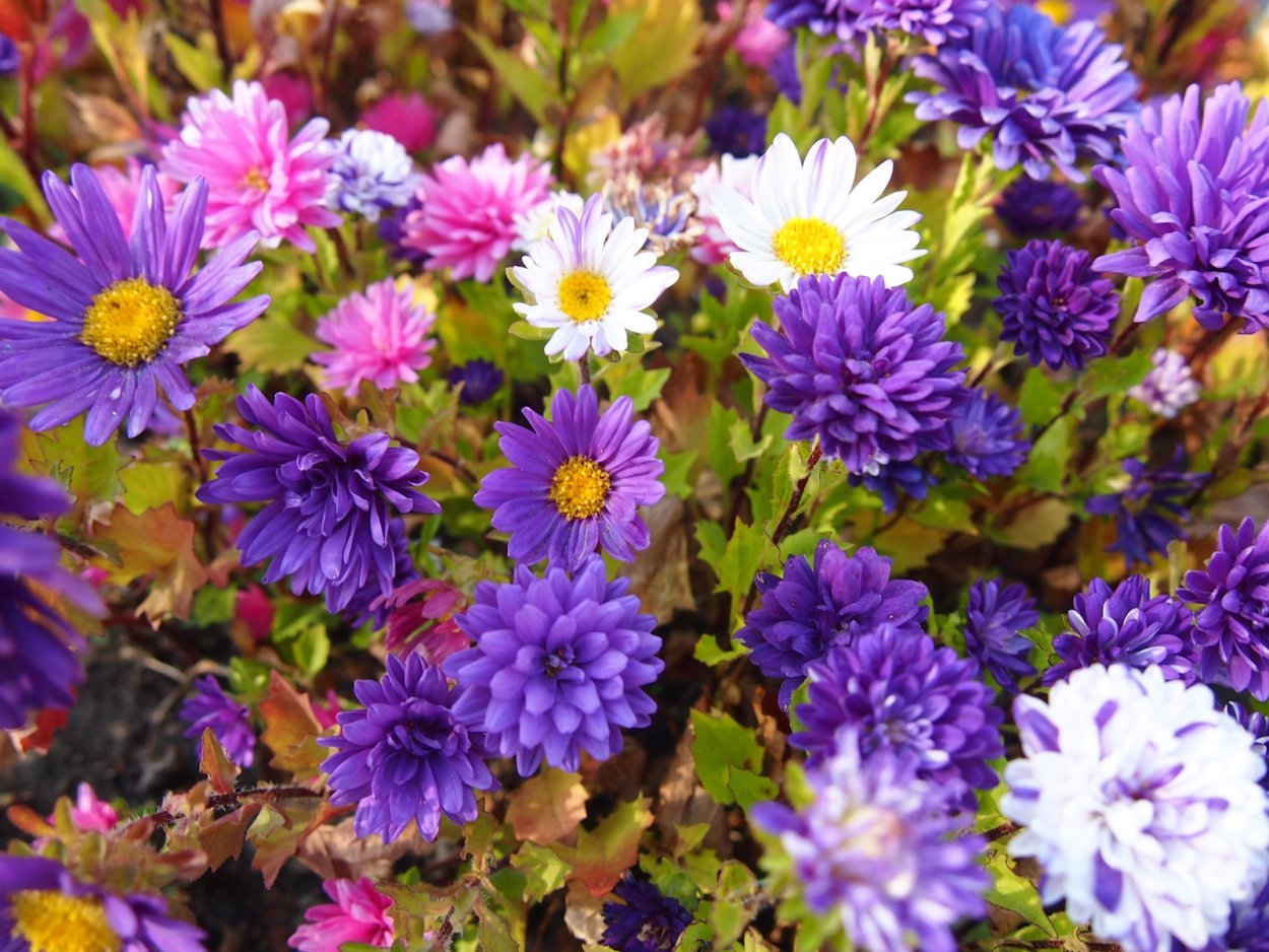 Астра кустарниковая Блау Лагун