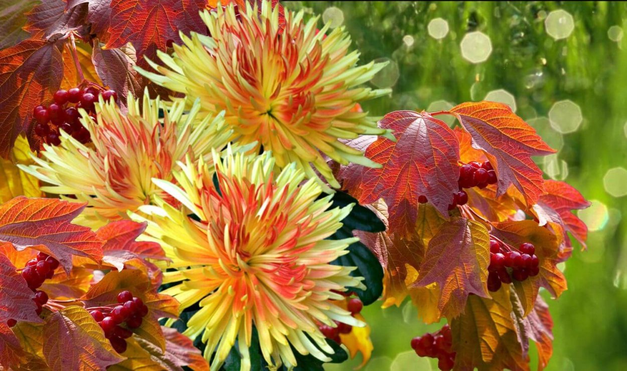 Осенние цветы