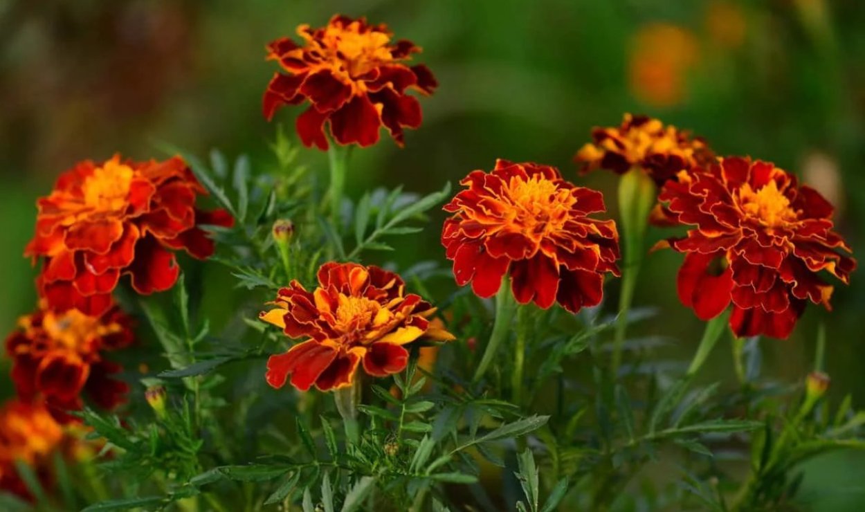 Астра многолетняя Вартбургская звезда