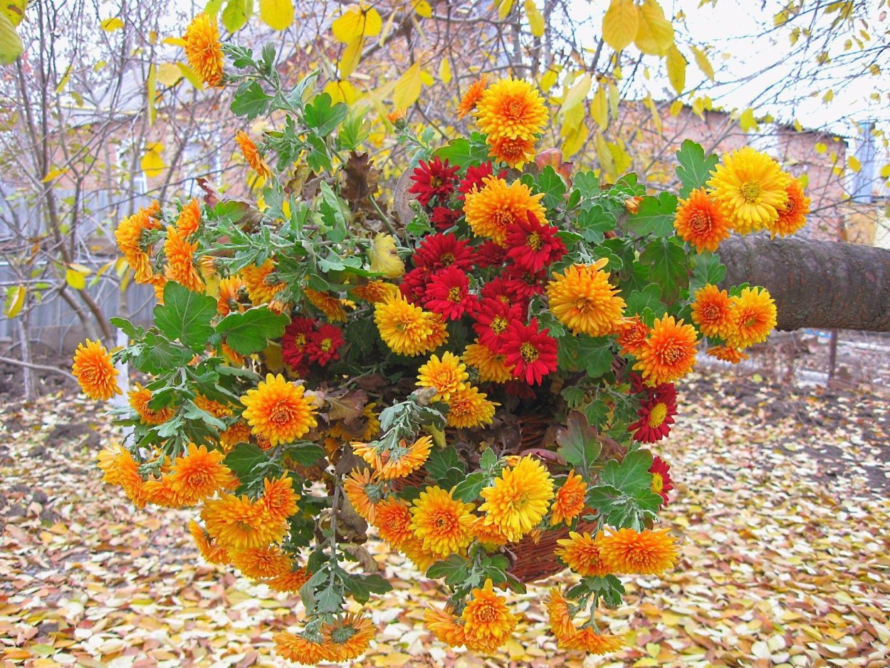 Художник Елена Бархаткова