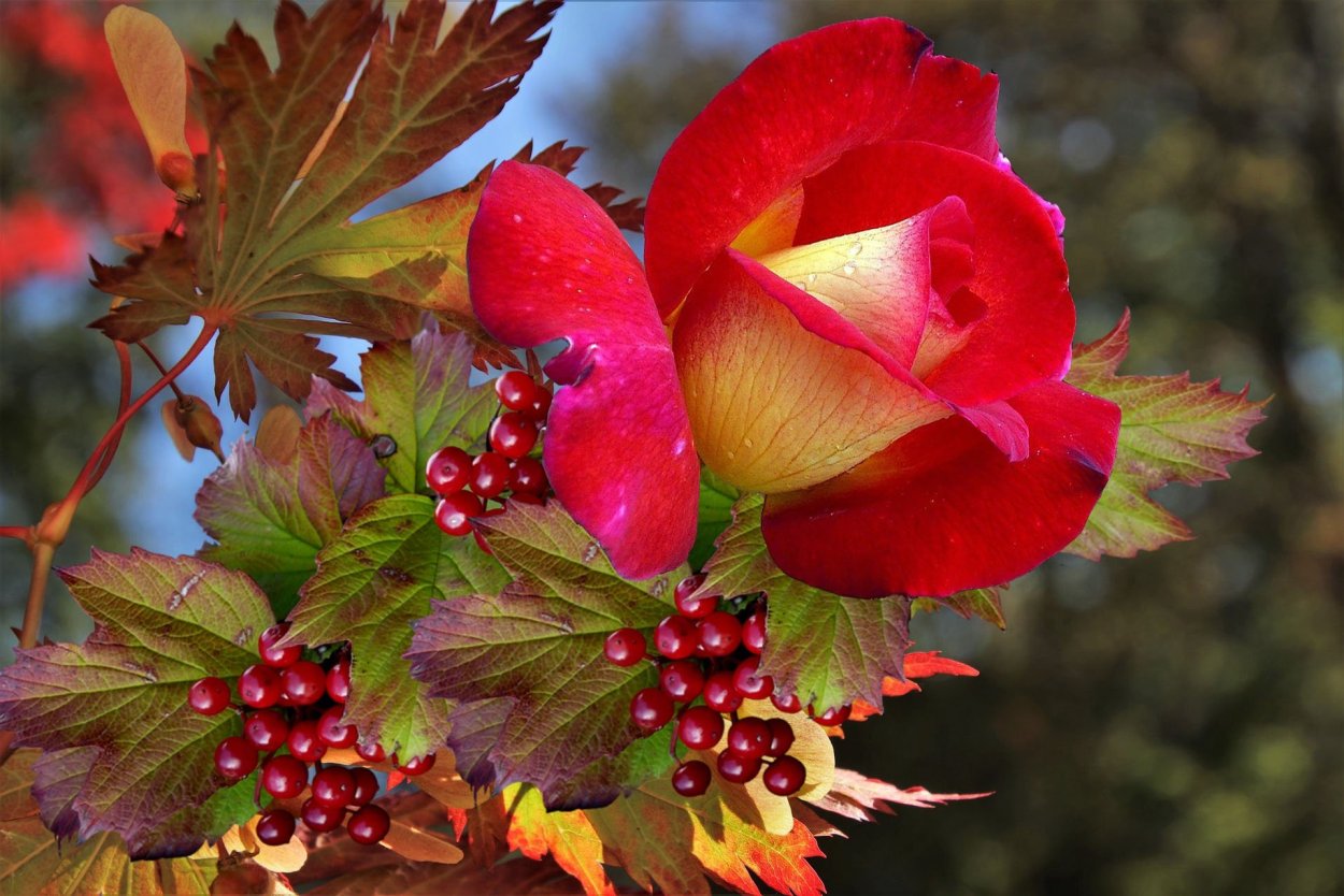 Цветы осенние отдельно