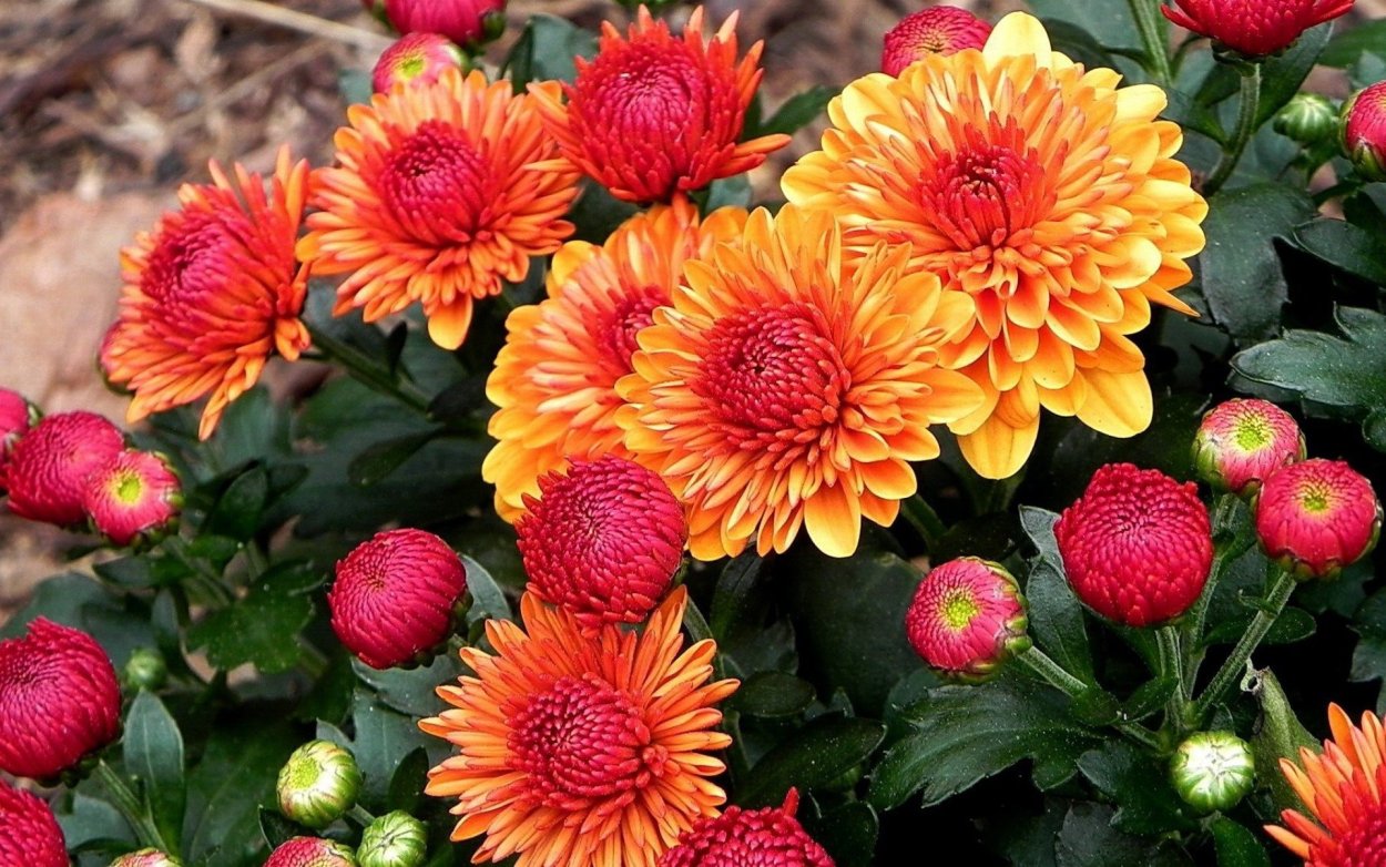 Бархатцы чернобривцы