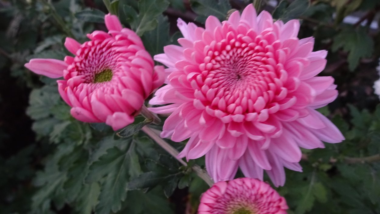 Хризантема корейская Диана