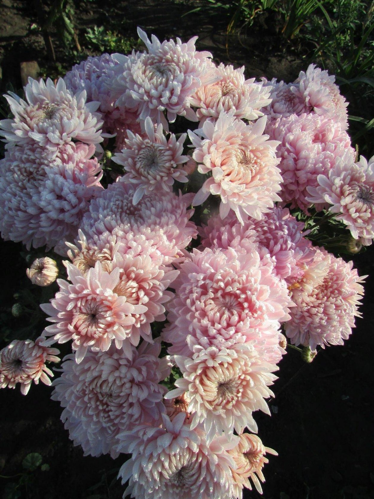 Корейская Хризантема Роксолана