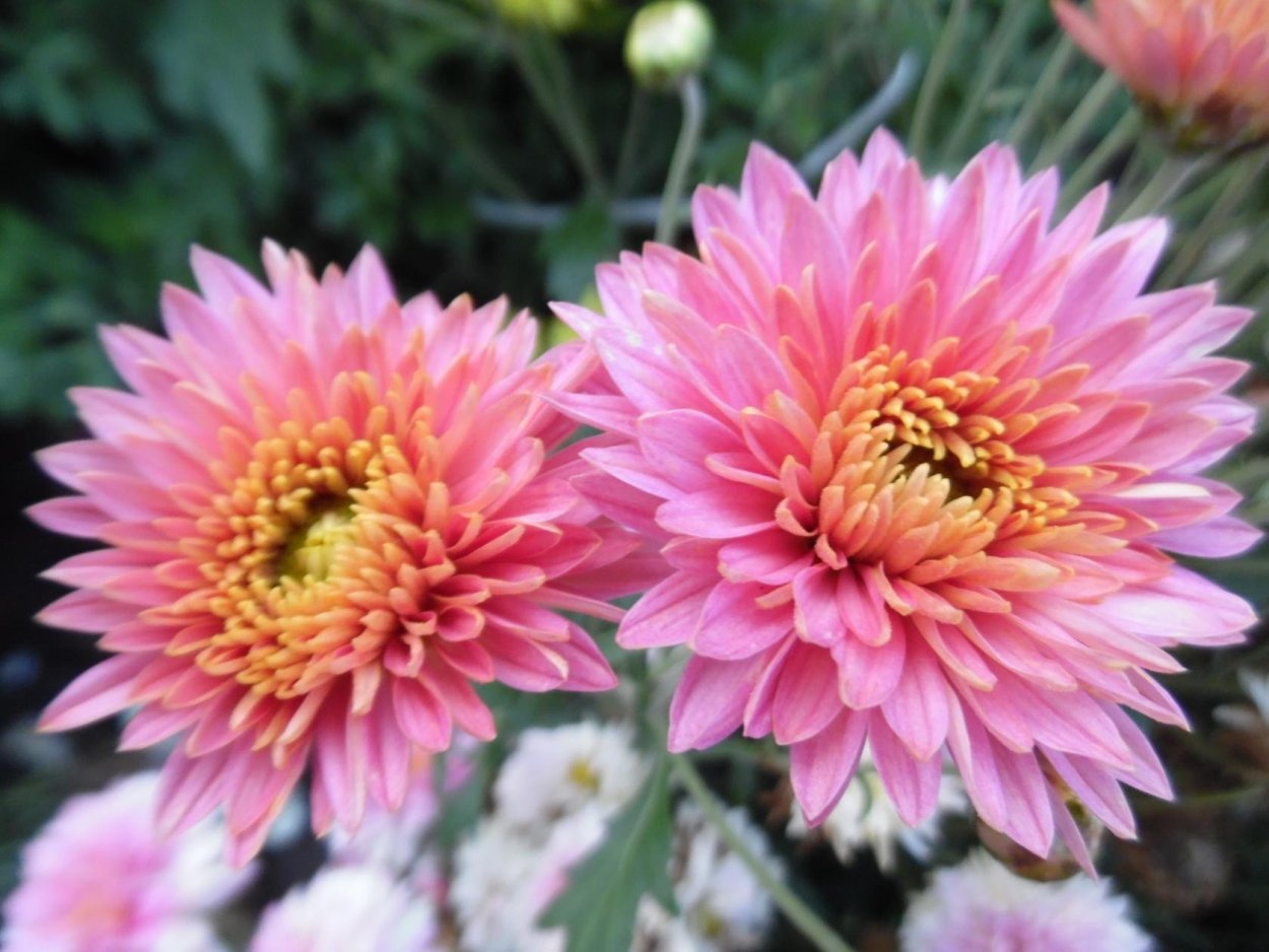 Хризантема корейская Светланка