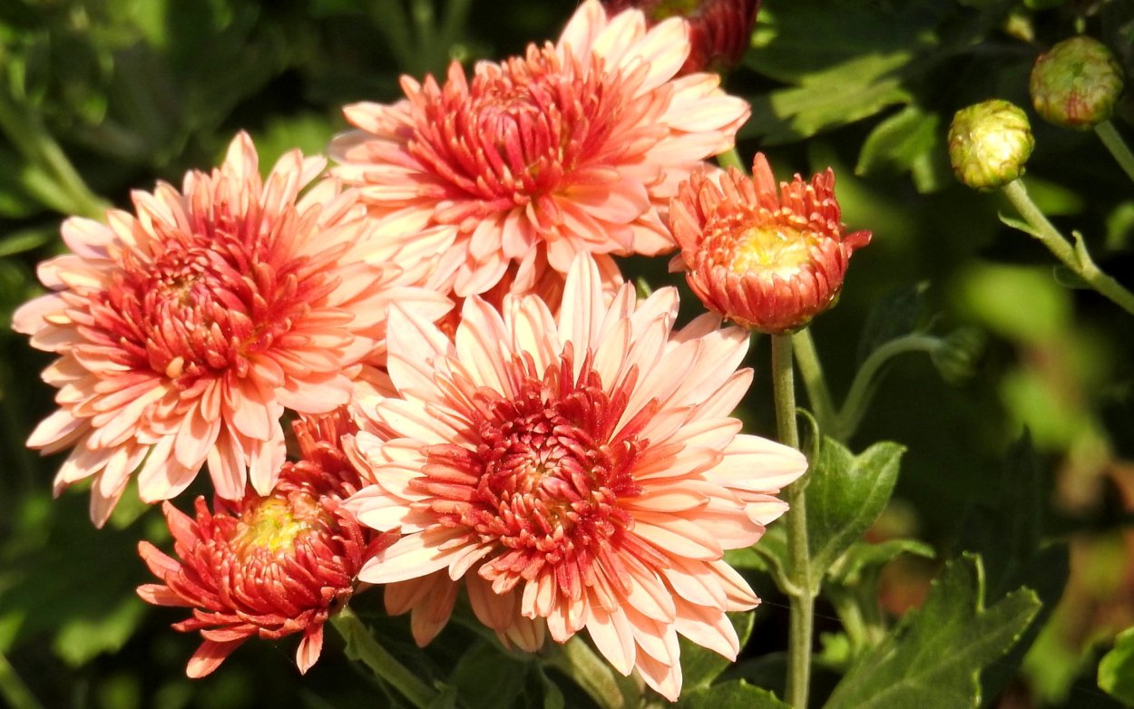 Хризантема корейская Амбрия