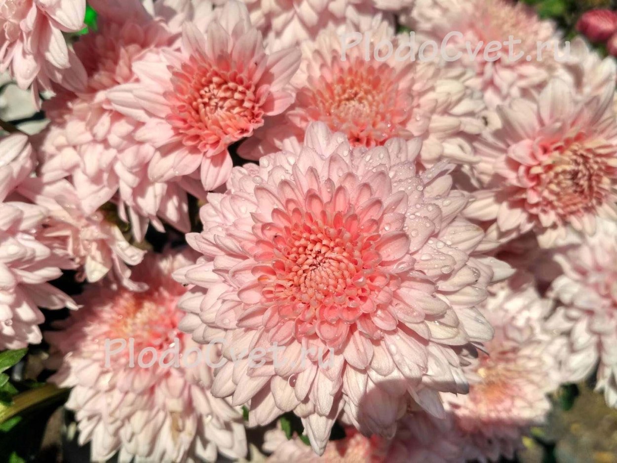 Хризантема корейская Червона Калина