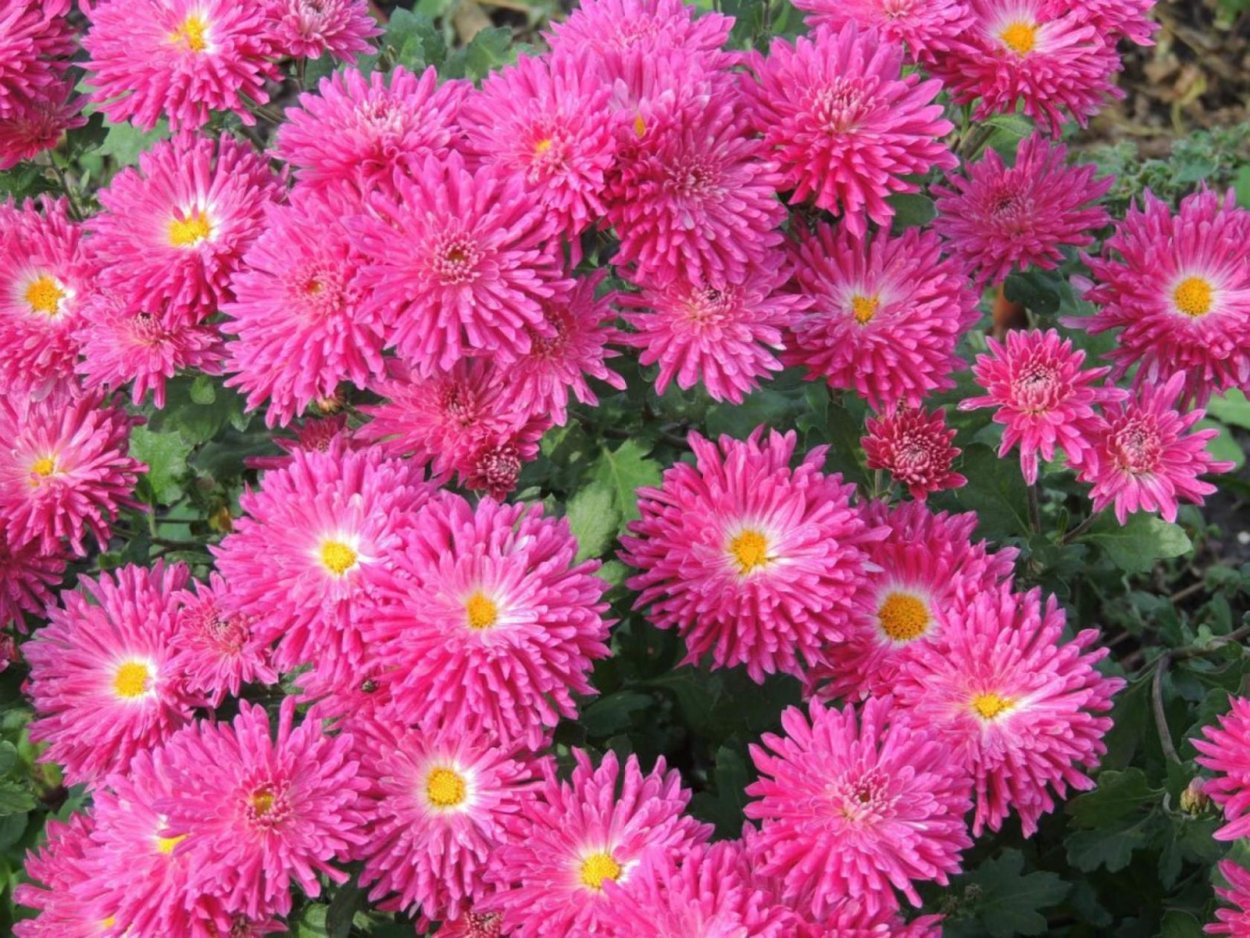 Хризантема корейская вивили