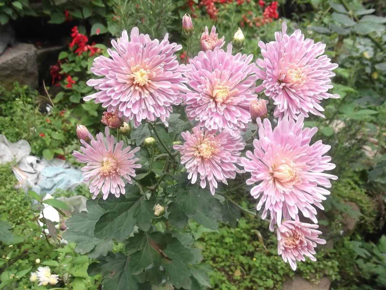 Хризантема корейская Сюзанна