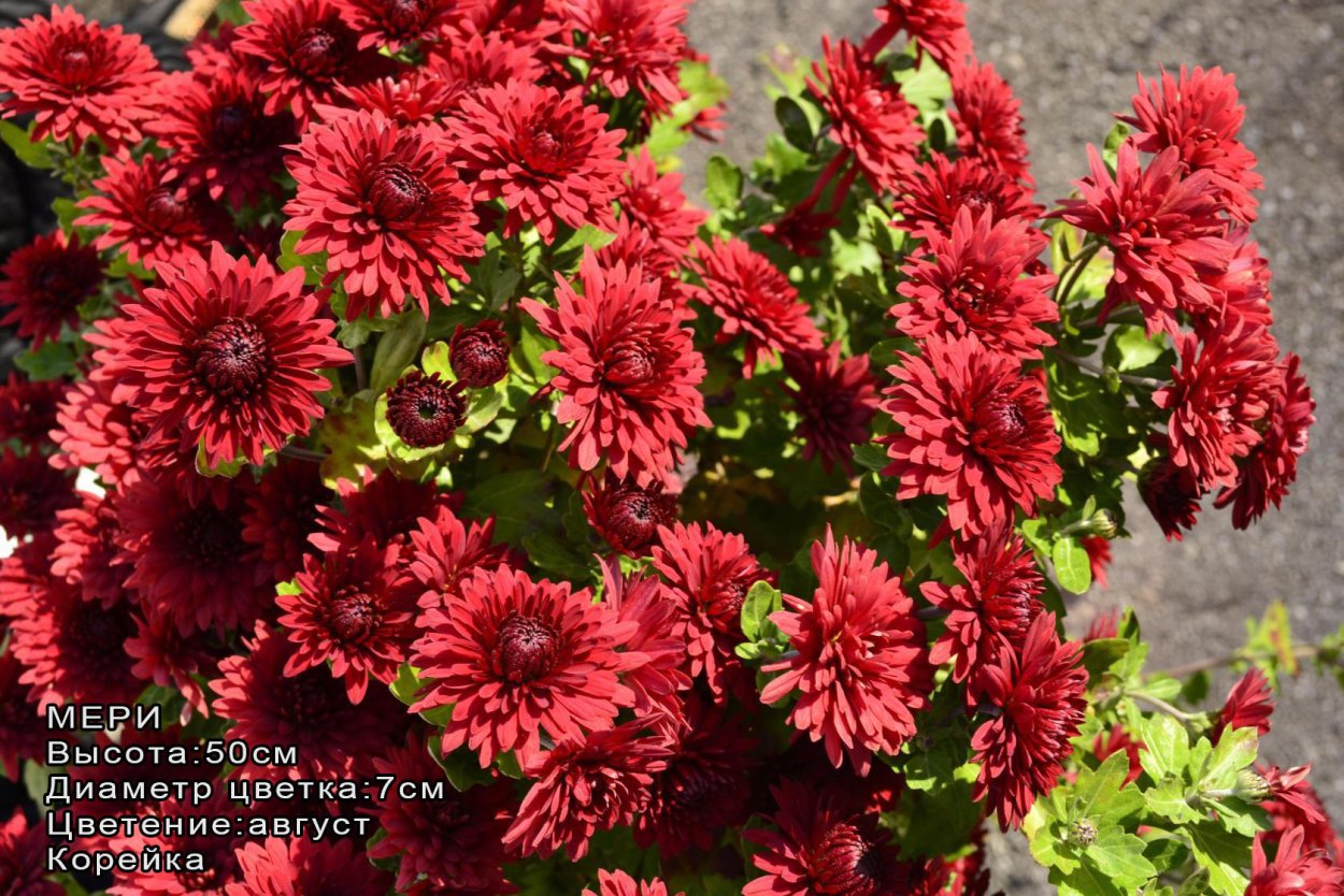 Хризантема корейская Мерри