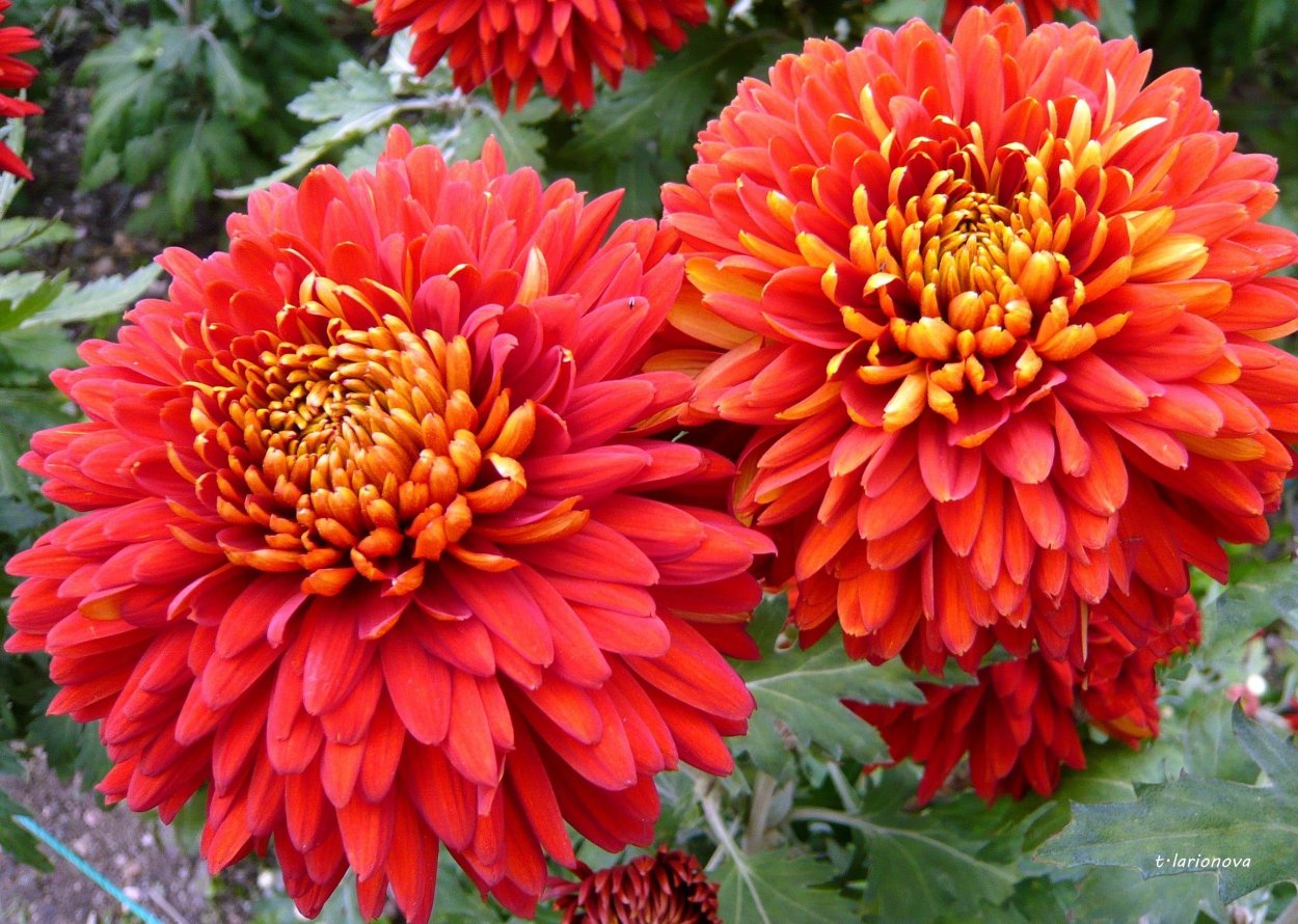 Хризантема корейская Заграва