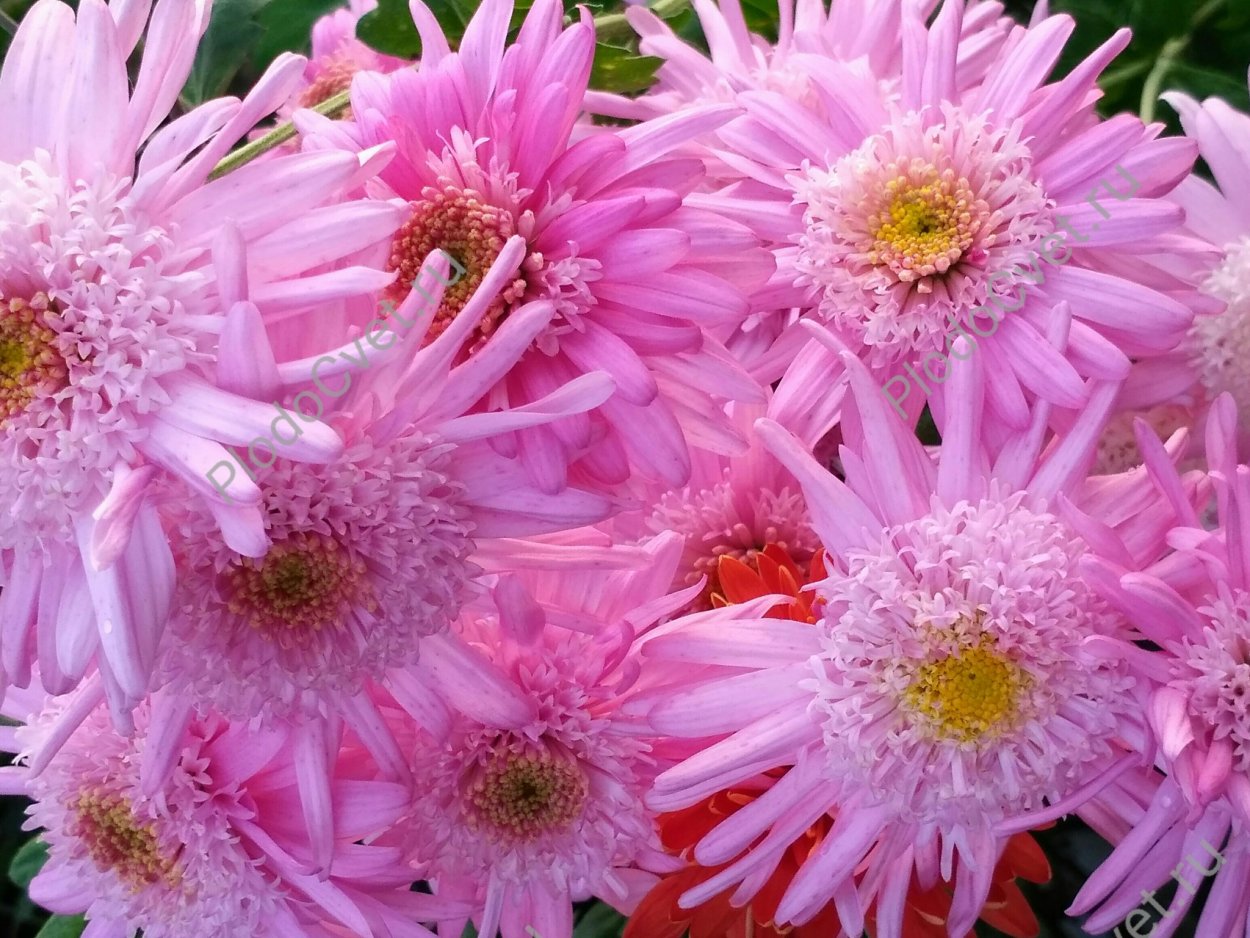 Хризантема корейская метеорит