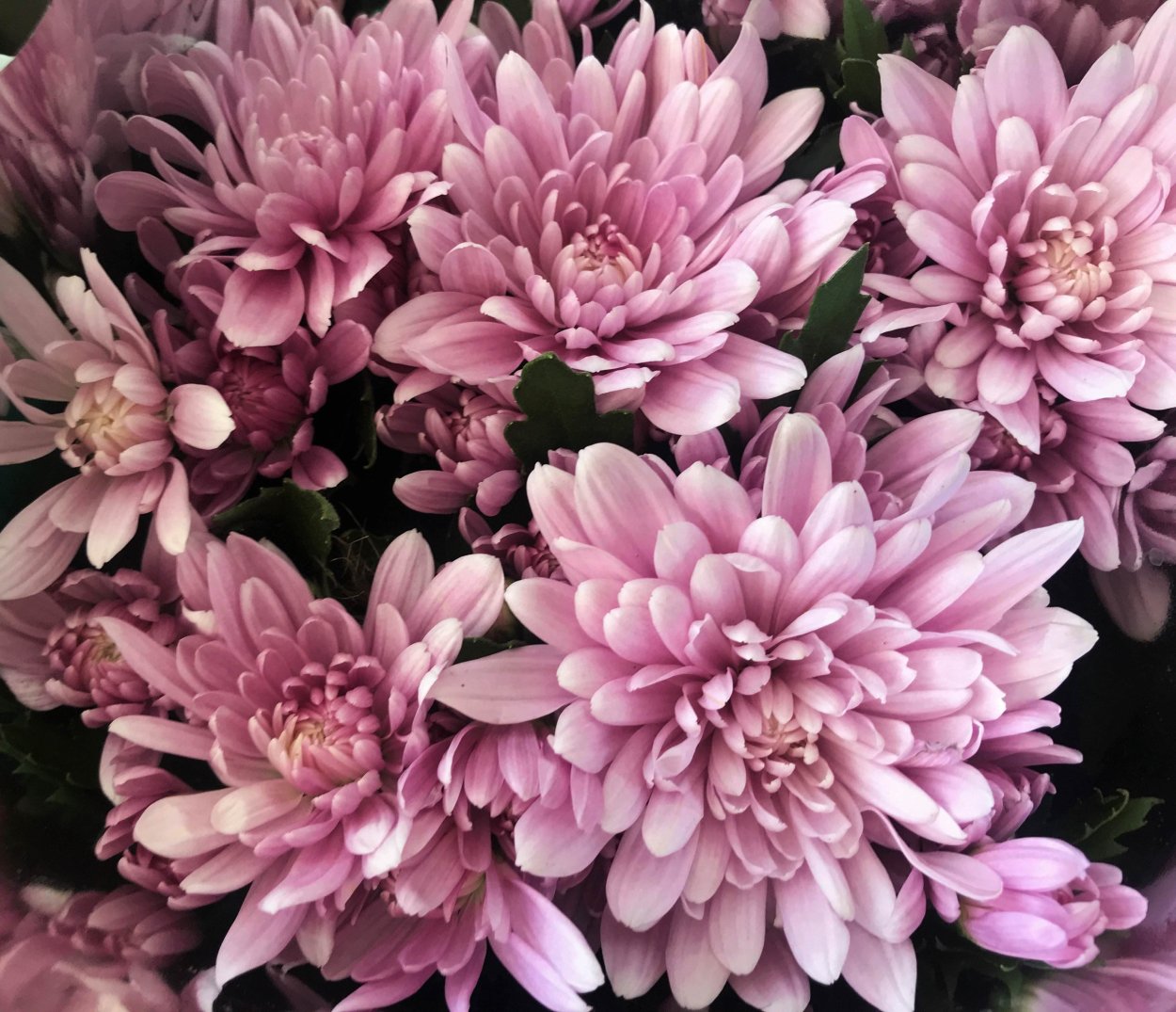 Хризантема Чусан Вайолет