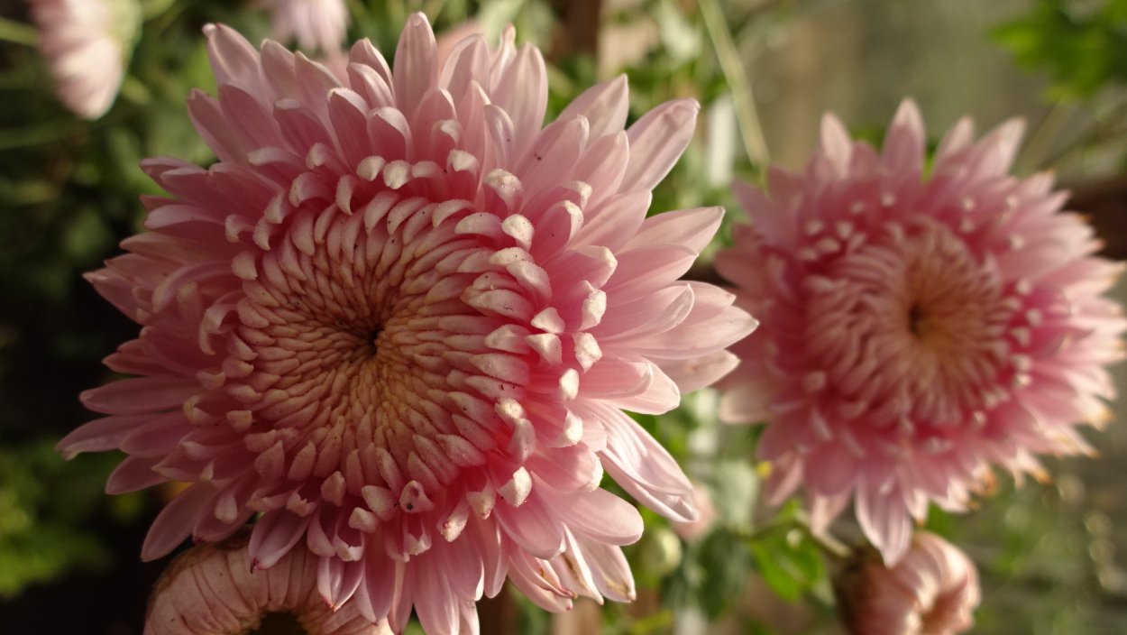 Хризантема корейская Эвелин Буш