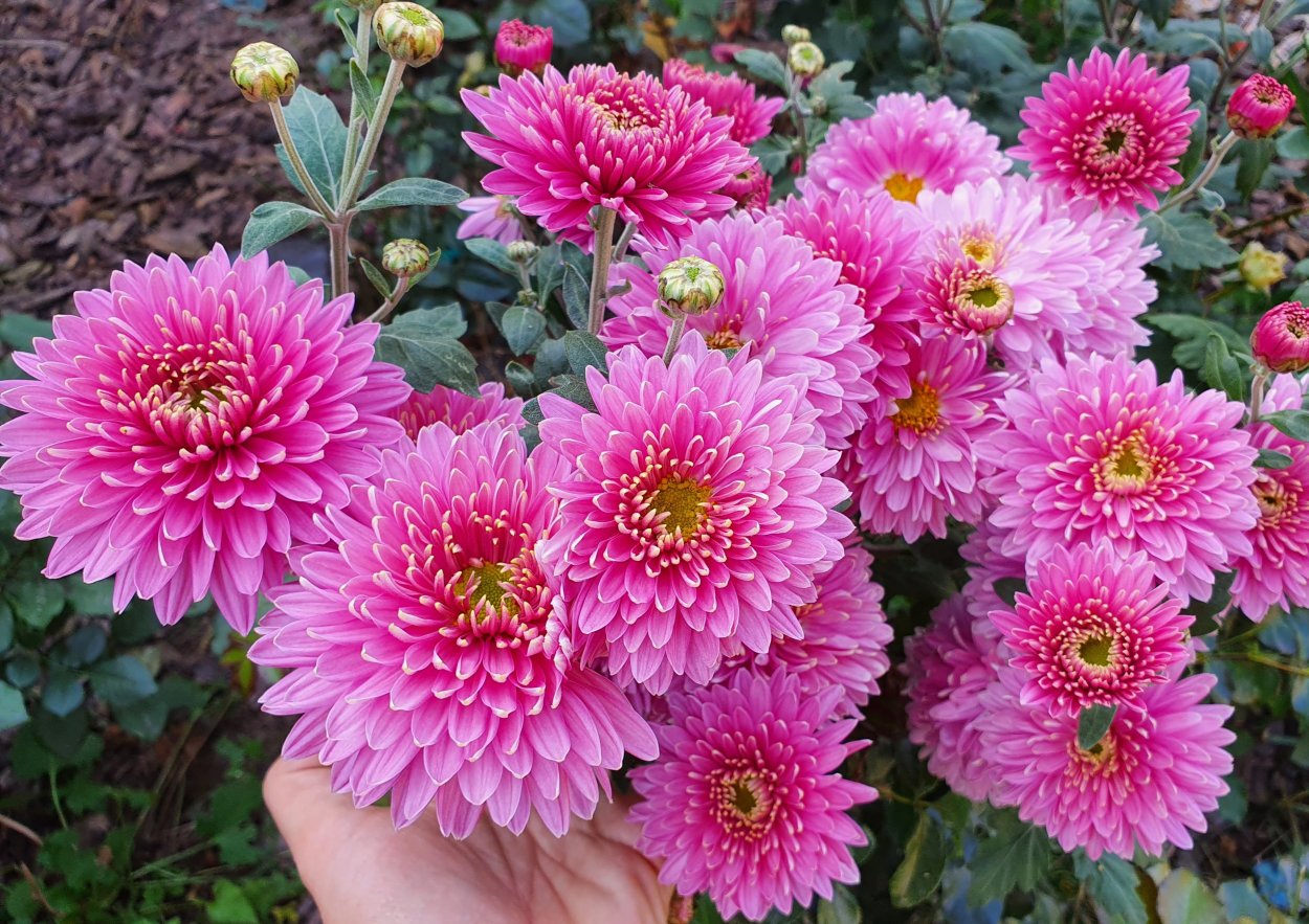 Хризантема корейская Мерри