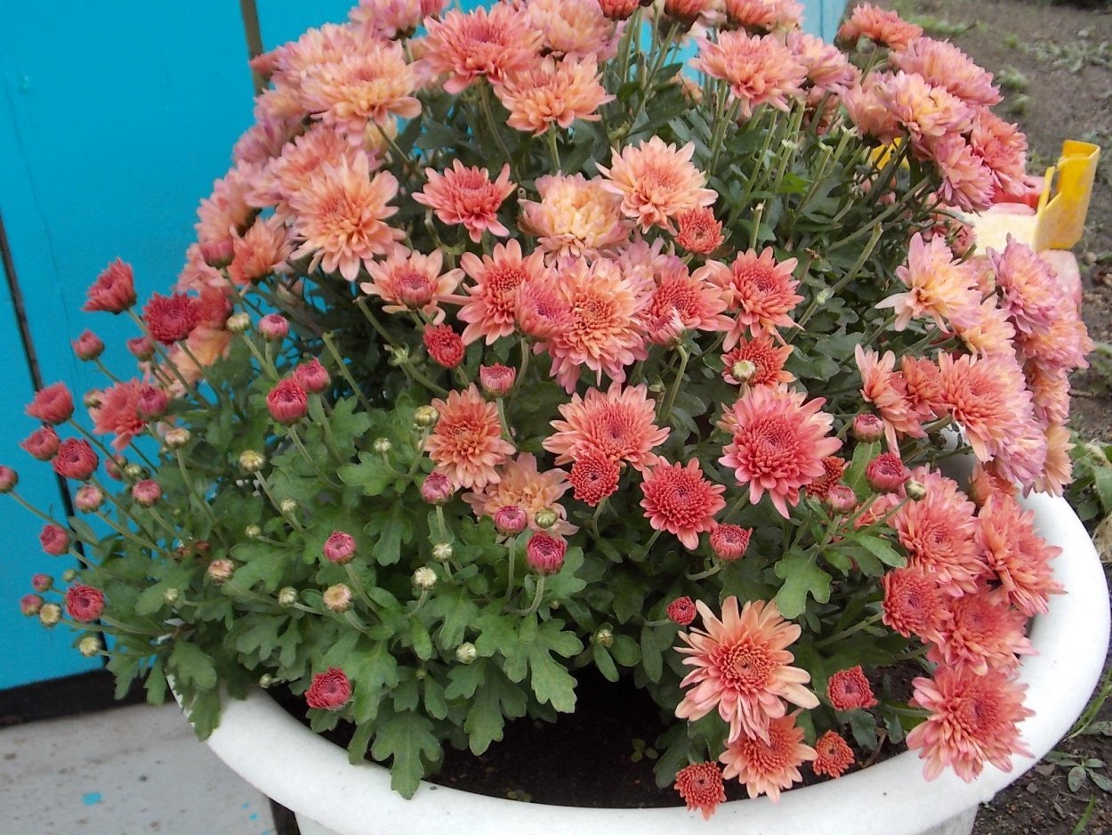 Хризантема корейская Светланка