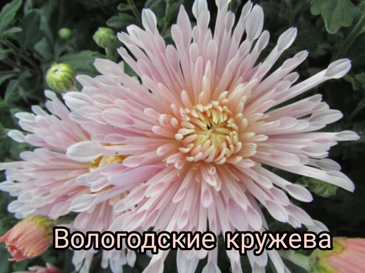 Хризантема корейская Хейди Вейв