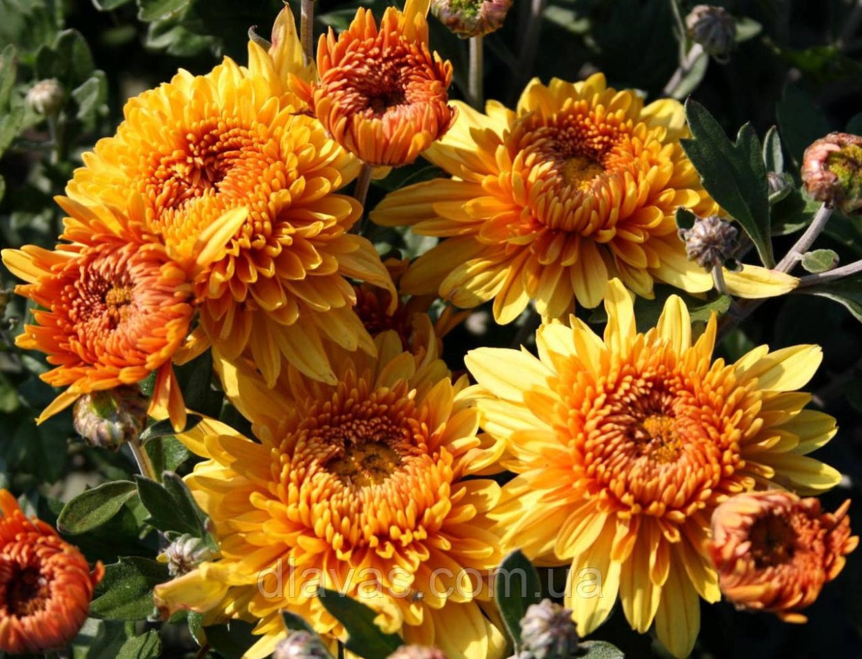 Хризантема корейская Диргар