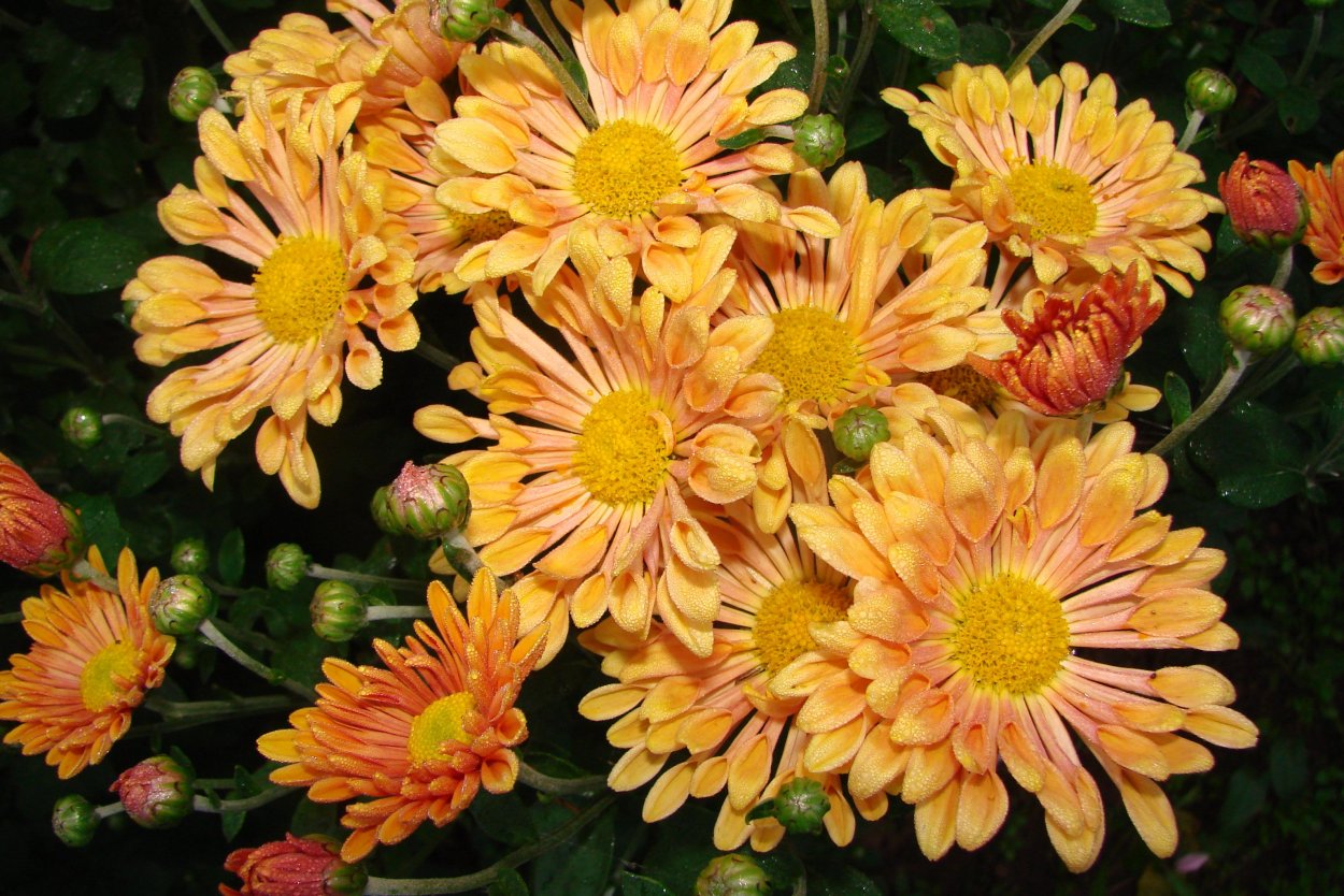 Хризантема корейская Троильбосс