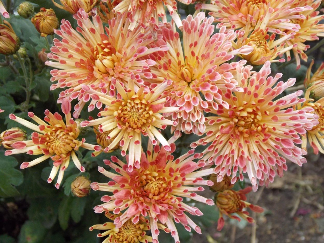 Хризантема корейская улыбка