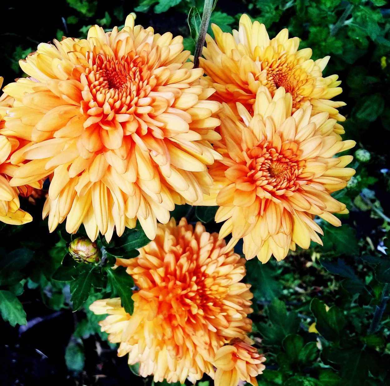 Хризантема Мариэлла бронз