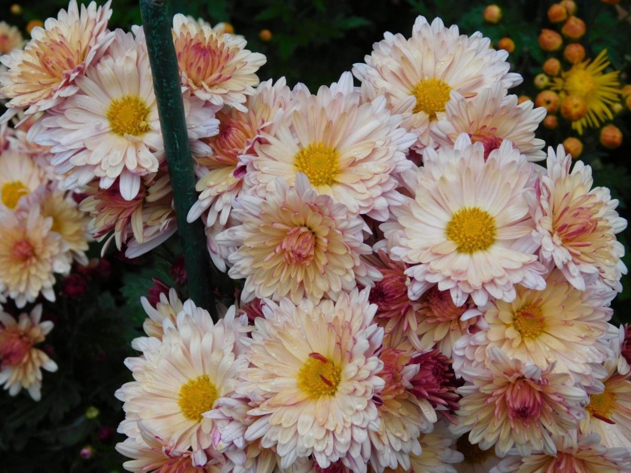 Хризантема диавеле Пинк