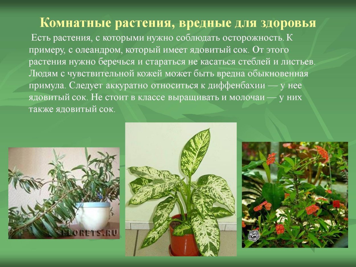 Диффенбахия ядовитое растение