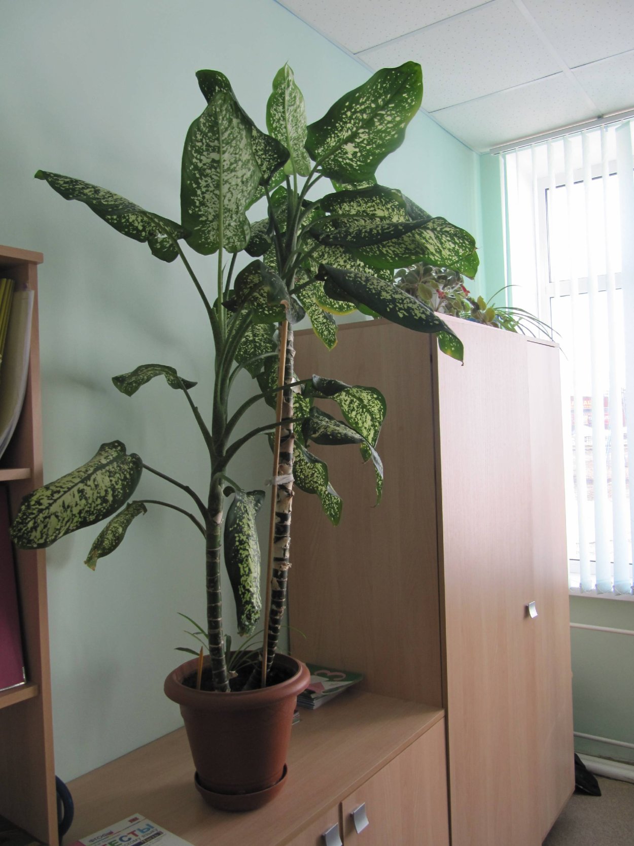 Ядовитые домашние растения